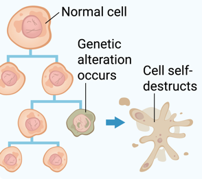 normal cell with genetic alteration dividing uncontrollably becoming cancerous