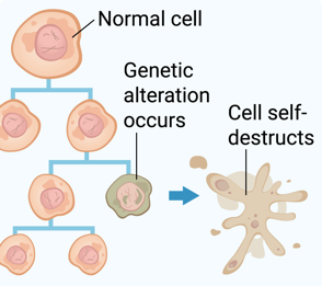 normal cell with genetic alteration dividing then cell self-destructs normally