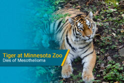 tiger at Minnesota Zoo dies of mesothelioma