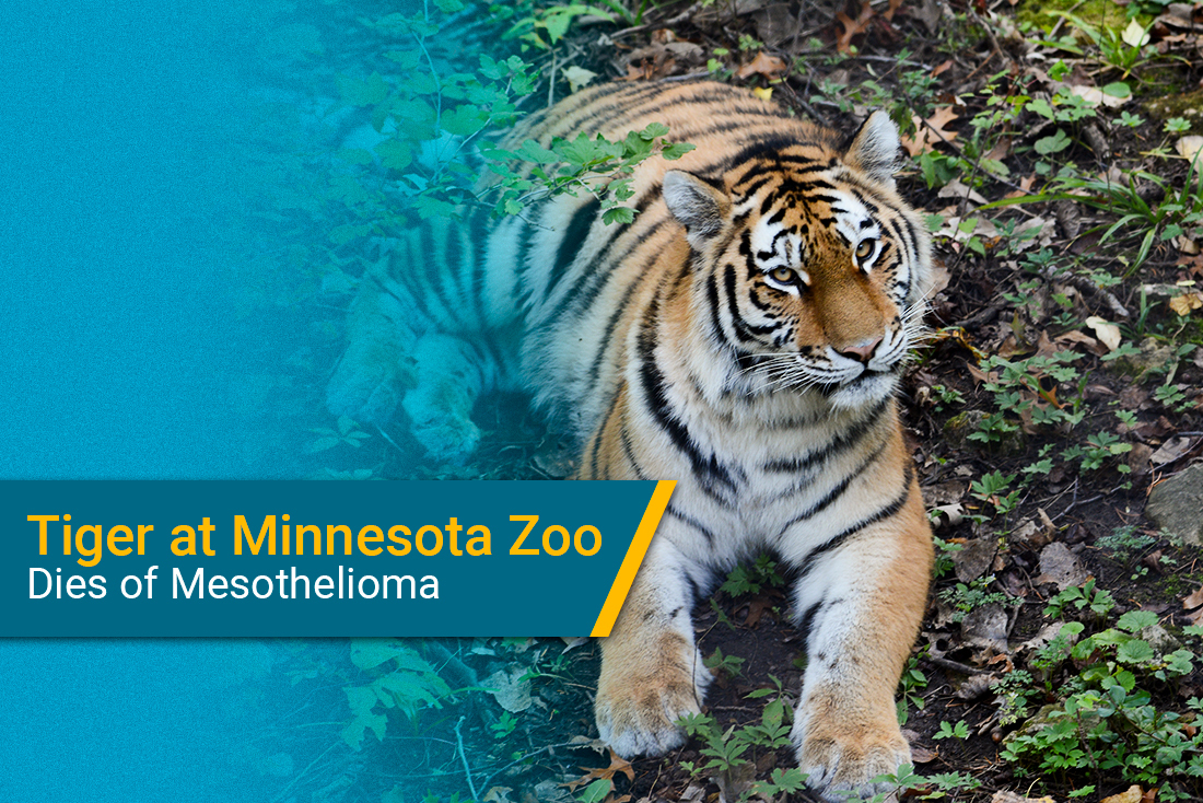 tiger at Minnesota Zoo dies of mesothelioma